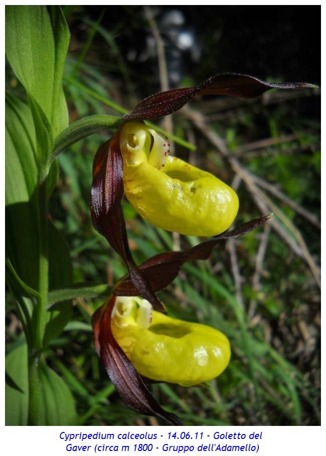 Un'orchidea alpina nota anche come Scarpetta di Venere - Cose di Casa