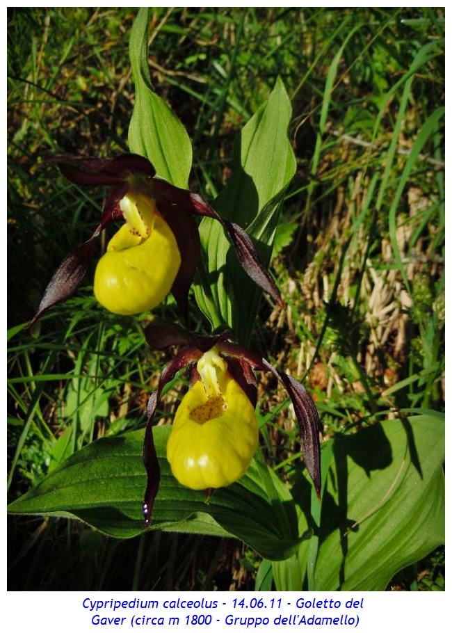 Un'orchidea alpina nota anche come Scarpetta di Venere - Cose di Casa